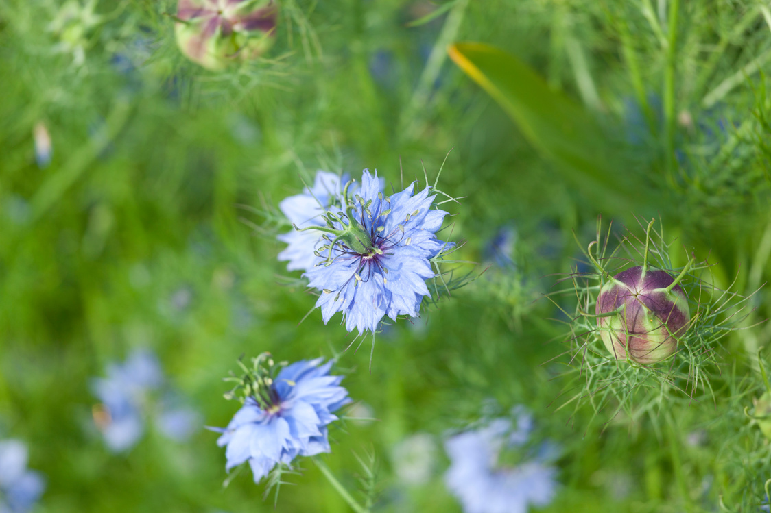 Nigella sativa