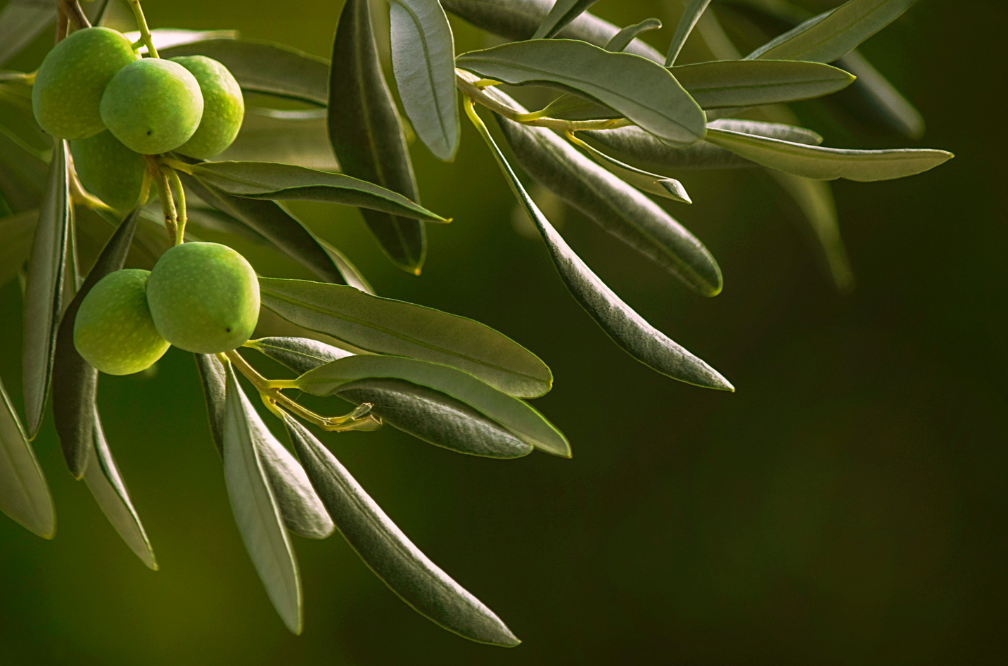 OLives on olive tree