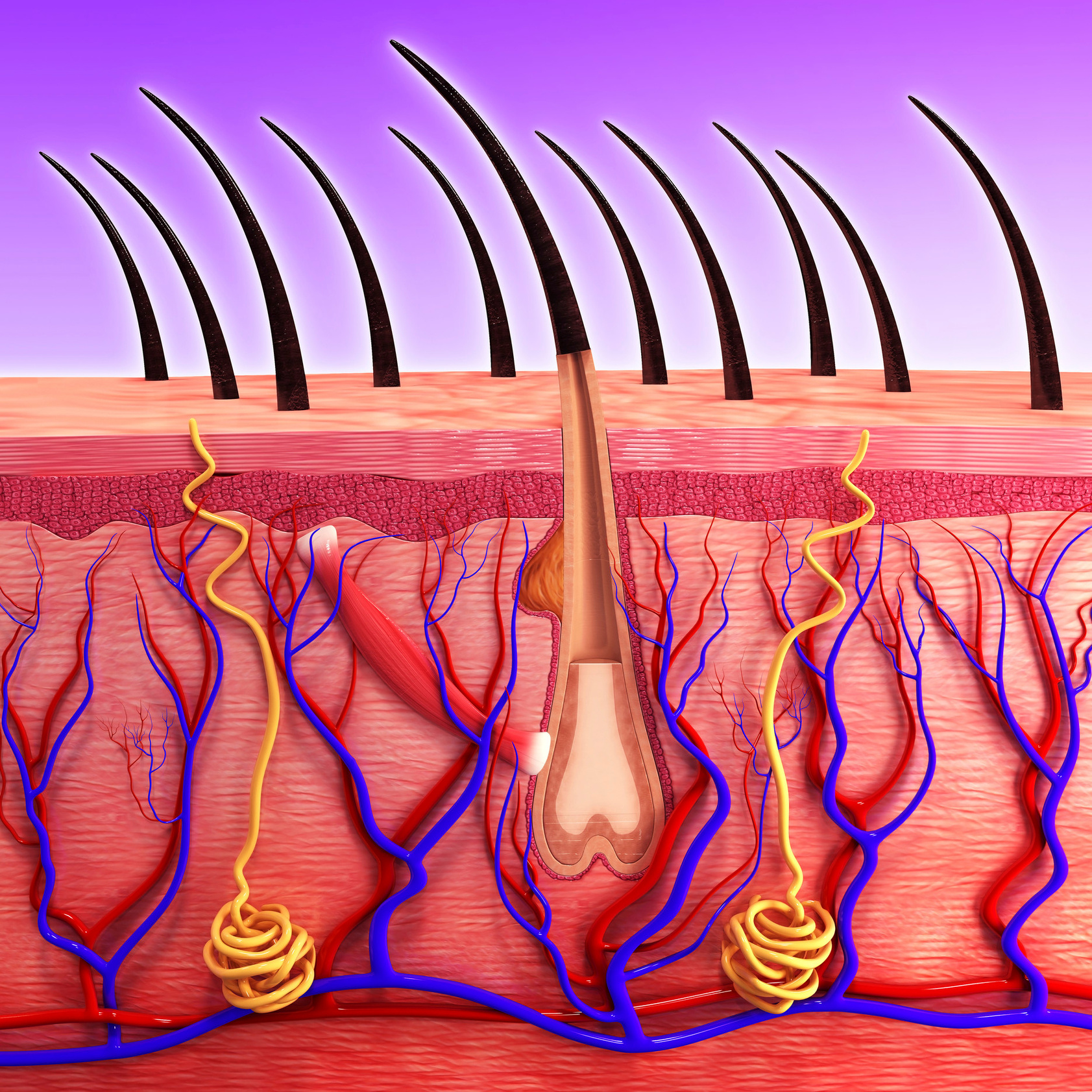 "Human skin