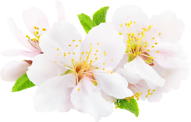 White Almond Blossoms Flowers