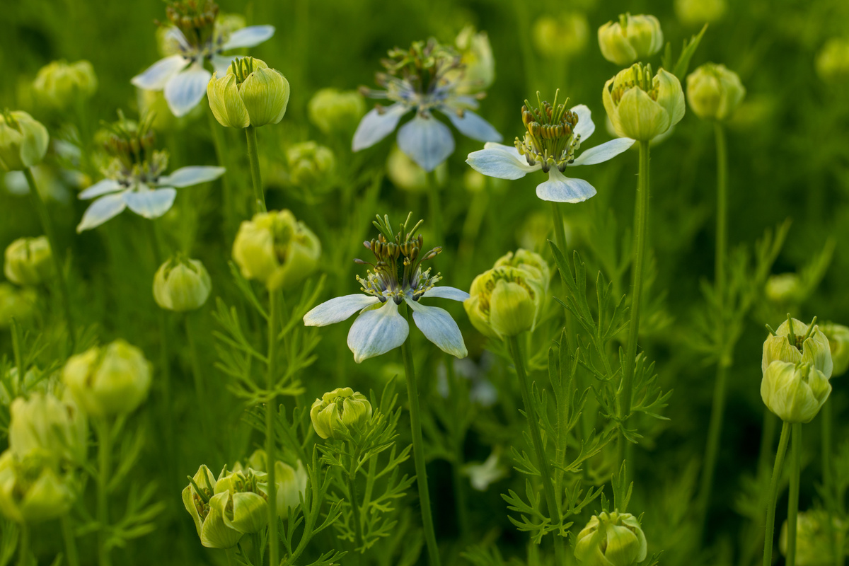 Closeup top shoot of off white-tinged nigella sativa flowers plant