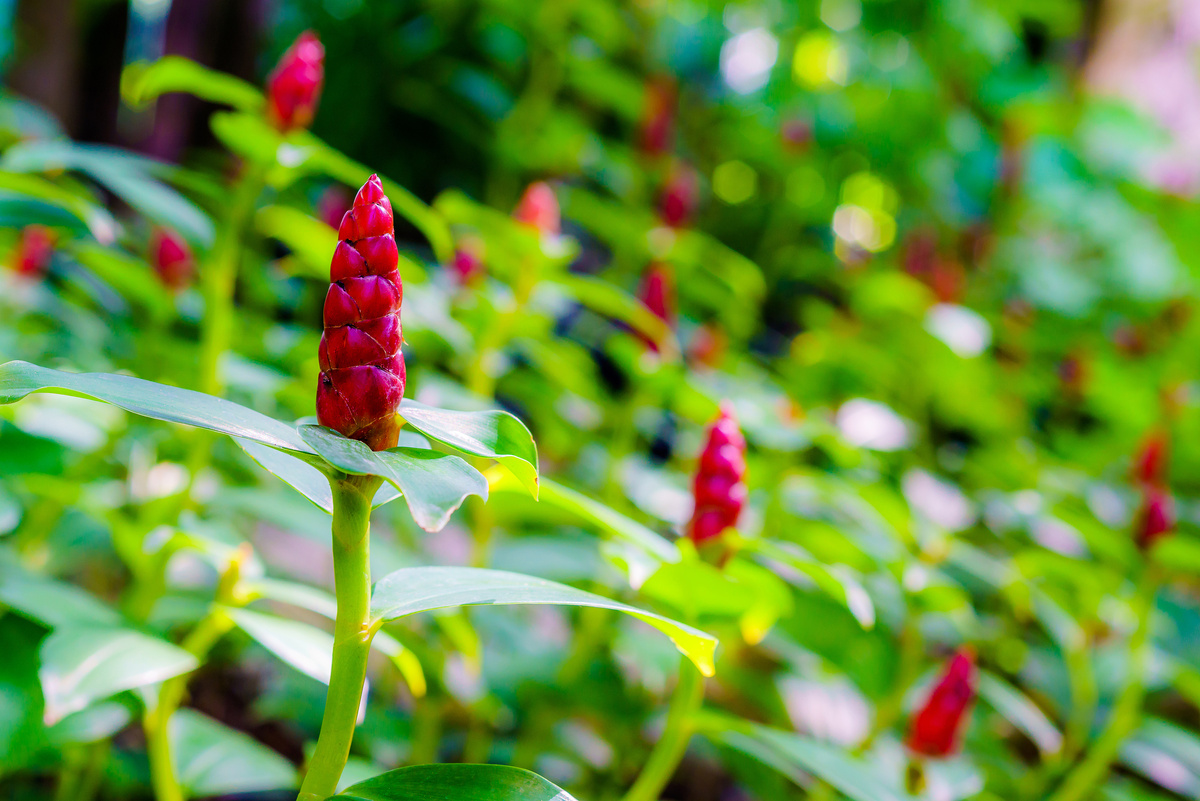 Costus spicatus or Indian Head Ginger