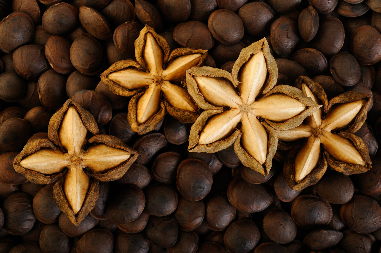 Sacha Inchi Plant