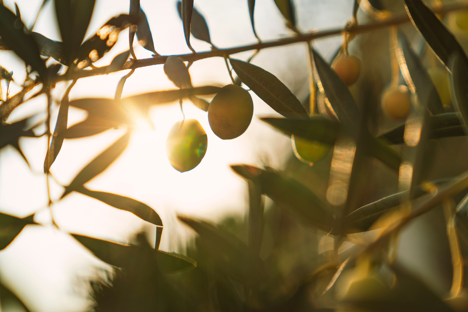 Olives on Olive Tree